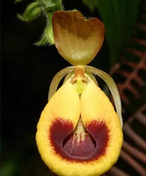 世界上有多少种花朵罕见 (最罕见的十大花朵排行榜)