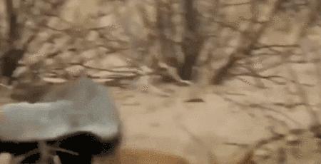 平头哥和蛇獴为什么不怕蛇毒,蛇獴vs平头哥吃蛇哪个厉害