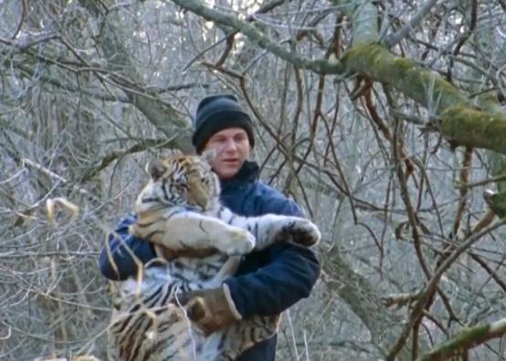 科学家把两头老虎运到非洲，这样的入侵，狮子还能保住地位吗？