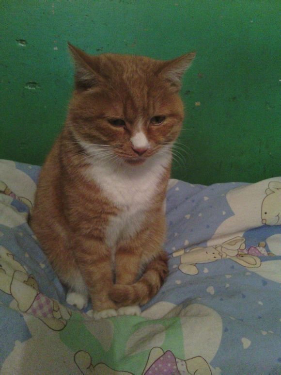 为残疾的猫猫提供轮椅及其它方面的护理方法，让流浪猫猫站起来