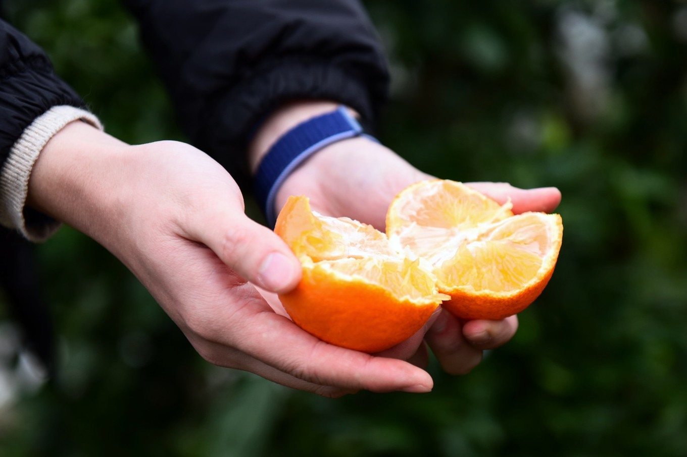 重庆市忠县柑橘园,柑橘之乡忠县