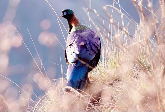 我国一级保护动物大盘点,中国只有一只的一级保护动物