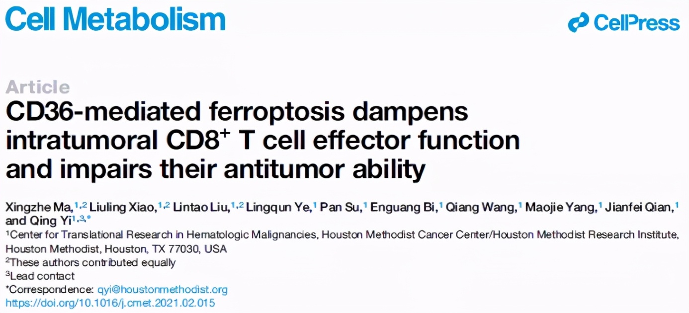CD36介导铁死亡会抑制CD8+T细胞功能削弱其抗肿瘤
