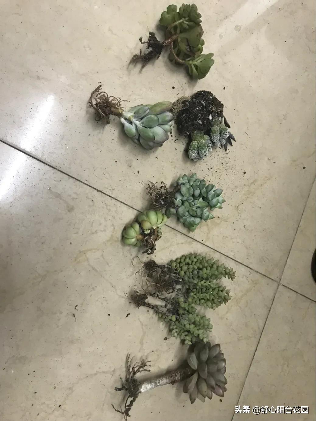 39.9入手7棵小老桩，夏季照样可以养好多肉。