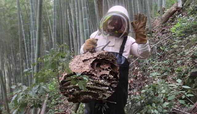 罕见！四川一男子收获2.4米196斤红娘大黑蜂蜂窝，它究竟有多毒？