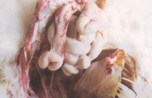 鸡得了痛风病怎么办,鸡痛风症状表现图片大全