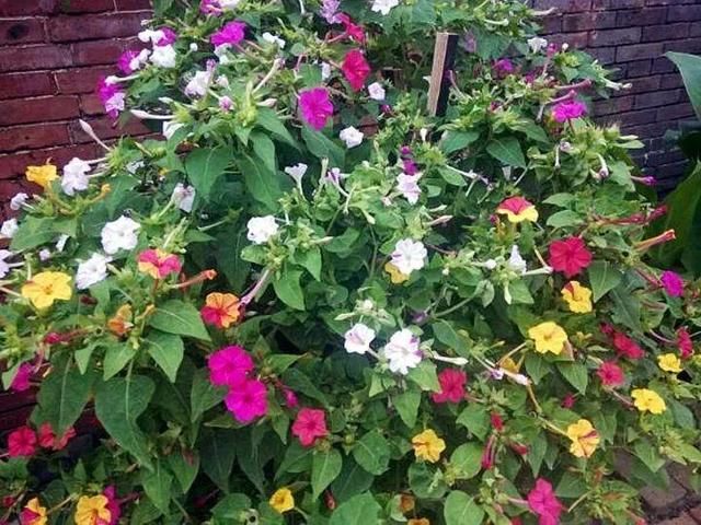 一根枝掉地上都能活，没几天就重新冒一棵出来，年年长成一大簇