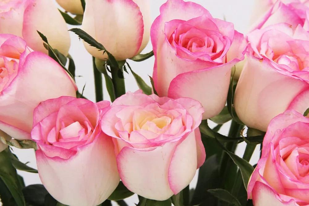 花店必备的5款玫瑰,花店常用的10款玫瑰花是哪些品种