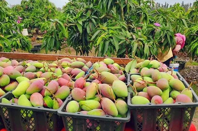 好的芒果怎么挑,学会这3个技巧再也不怕选错了