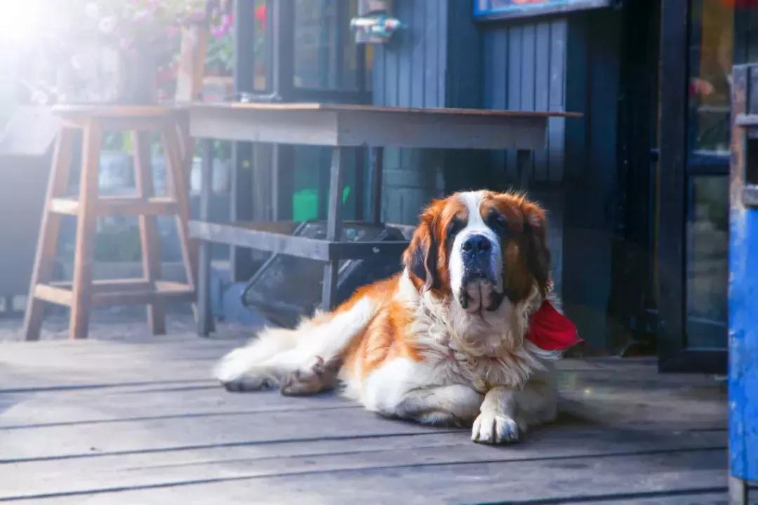 养狗去哪里办狗证,养狗的证件在哪里办重庆