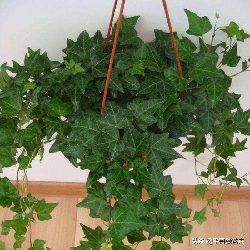 吸甲醛最好的10种花,什么花吸甲醛最好最快好养