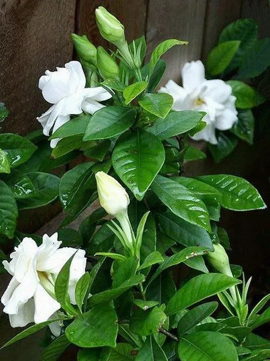 洁白无瑕的栀子花叶子却发了黄，一招防治，效果绝佳