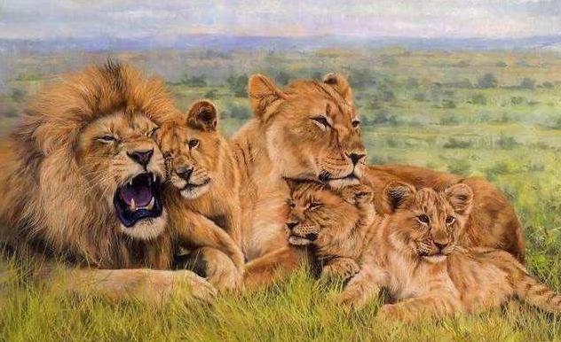 老虎VS狮子，会碰撞出怎样的火花？打得真厉害