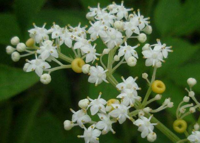 龙骨草风水作用,龙骨草辟邪之花
