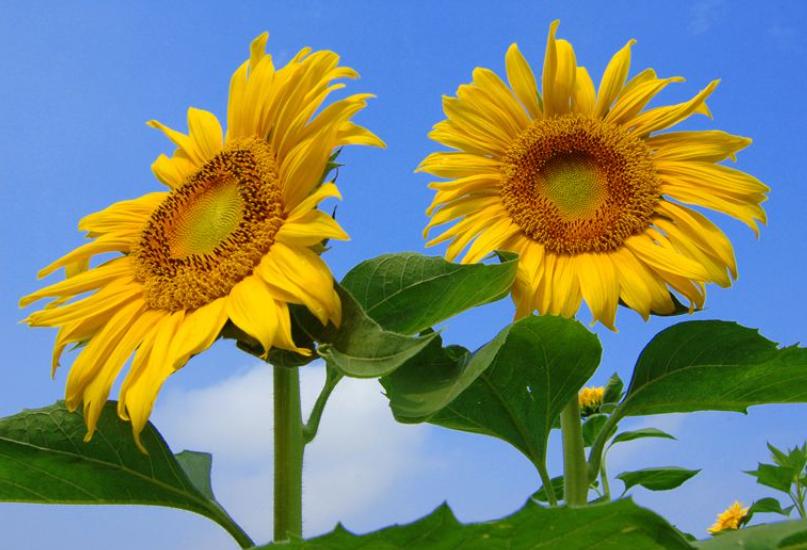 电脑登录双微信的方法,电脑登录双微信方法