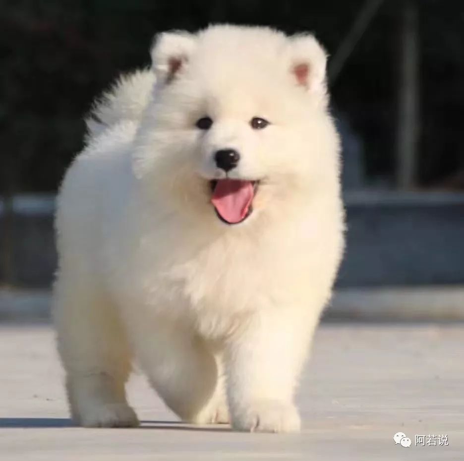 揭秘非法贩猫产业链,揭秘行业秘密