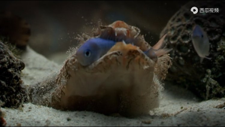 豆瓣9.3分纪录片美国,豆瓣9.8分的纪录片有哪些