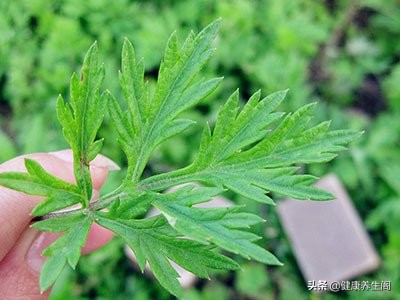 子宫肌瘤最怕吃三种食物,子宫肌瘤最怕四种食物不能吃