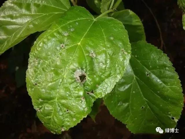 植物不开花黄叶掉叶烂根,植物黄叶烂根急救