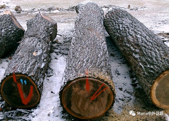 美国硬木干货价格,北美硬木排行