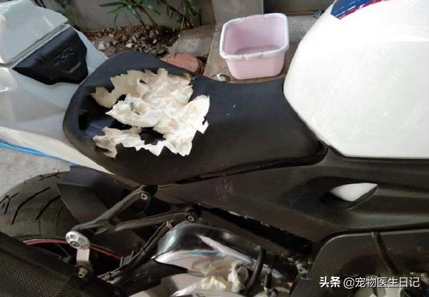 网友花十几万买了宝马摩托车，回家后发现坐垫被狗咬破，心态崩了