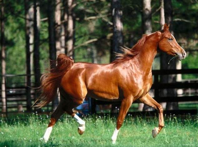 日行千里的汗血宝马竟是外来物种,汗血宝马日行千里下一句是什么