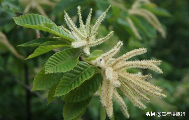 苏州太湖西山岛江浙沪最强攻略,太湖西山岛旅游完整攻略