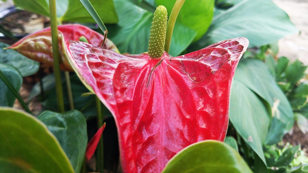 红掌叶片各种病症解答,红掌怎么护理才不会死