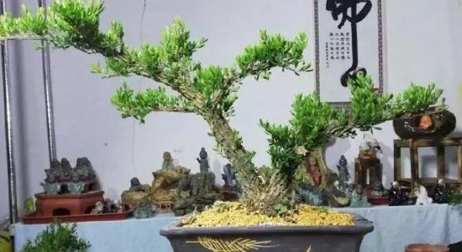 黄杨树黄叶如何处理视频教程,黄杨黄叶怎么补救