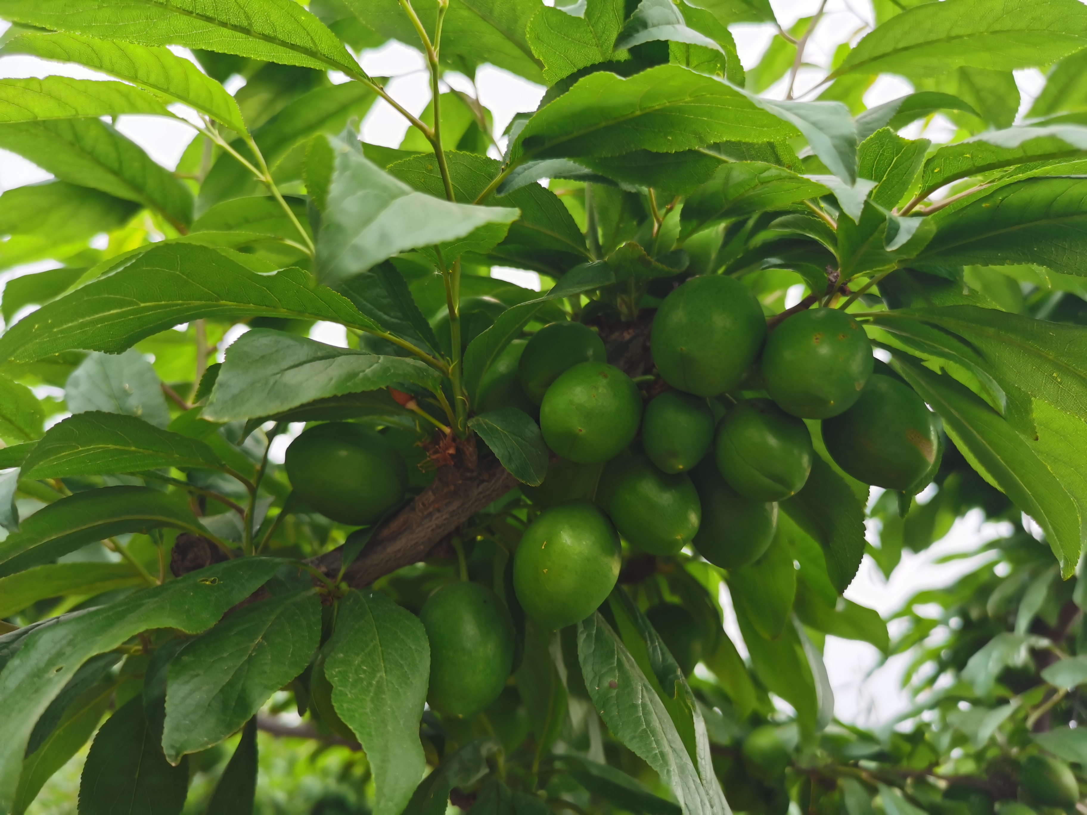 李子树上有干花是什么原因,李子树上挂瓶子