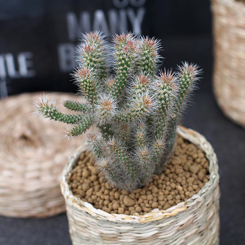 十个仙人球,最新30个仙人球品种