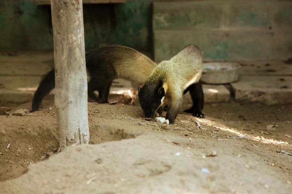 东北的貂有多好看,东北人眼里的貂