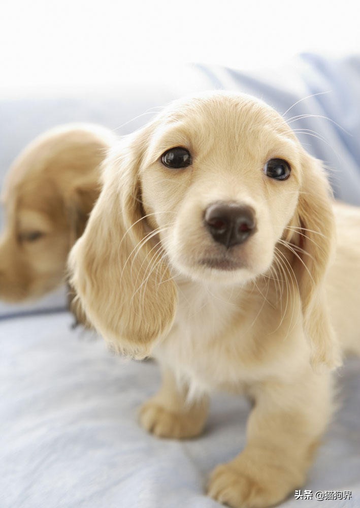 狗狗用了驱虫药偶尔还是挠痒,狗狗老是挠痒把毛都挠掉了