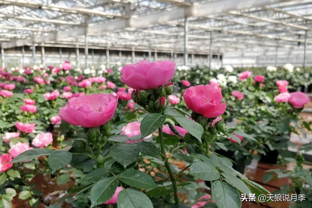 都说“最美人间四月天”，应该就是月季开花的模样吧！