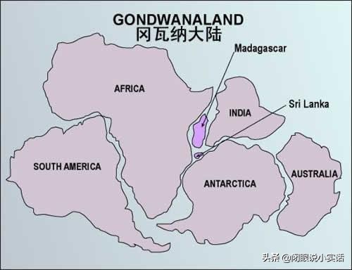 史前活化石鹦鹉螺,世界十大活化石鹦鹉螺