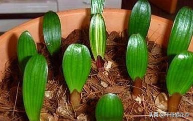 君子兰的种子培育方法和注意事项,君子兰水培和土培哪种成活率高