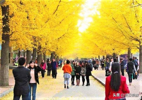 沈阳进入银杏最佳观赏期,沈阳银杏叶最佳观赏时间和地点