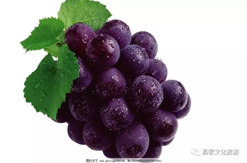 葡萄小镇攻略,长安区南寨西村太阳葡萄小镇