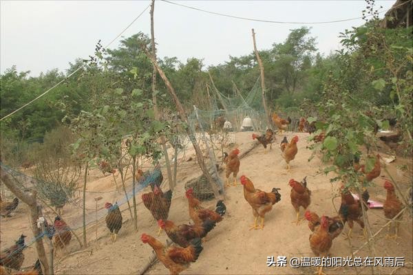 贵州农村养鸡与销路,农村养鸡怎么找销路