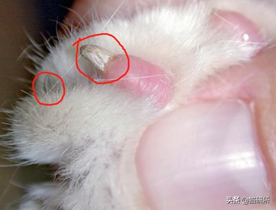 猫咪也会长“鸡眼”？肉垫上的角质增生需要切除吗？