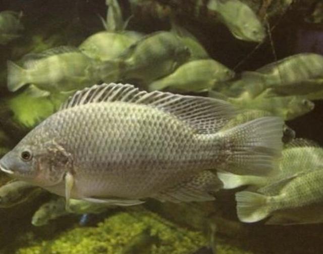 非洲又一物种入侵中国，连水泥都吃，这次连广东人都解决不了