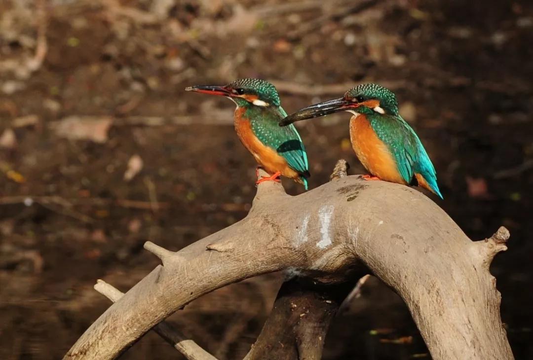 善待动物善待自己也关爱他人,善待动物就是保护自己