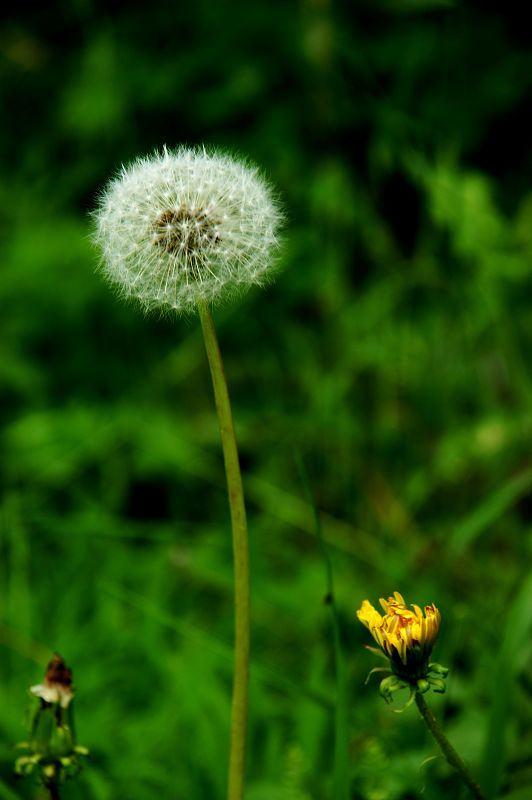 蒲公英价值高，再也不用去山里挖，阳台撒种子长出一大片