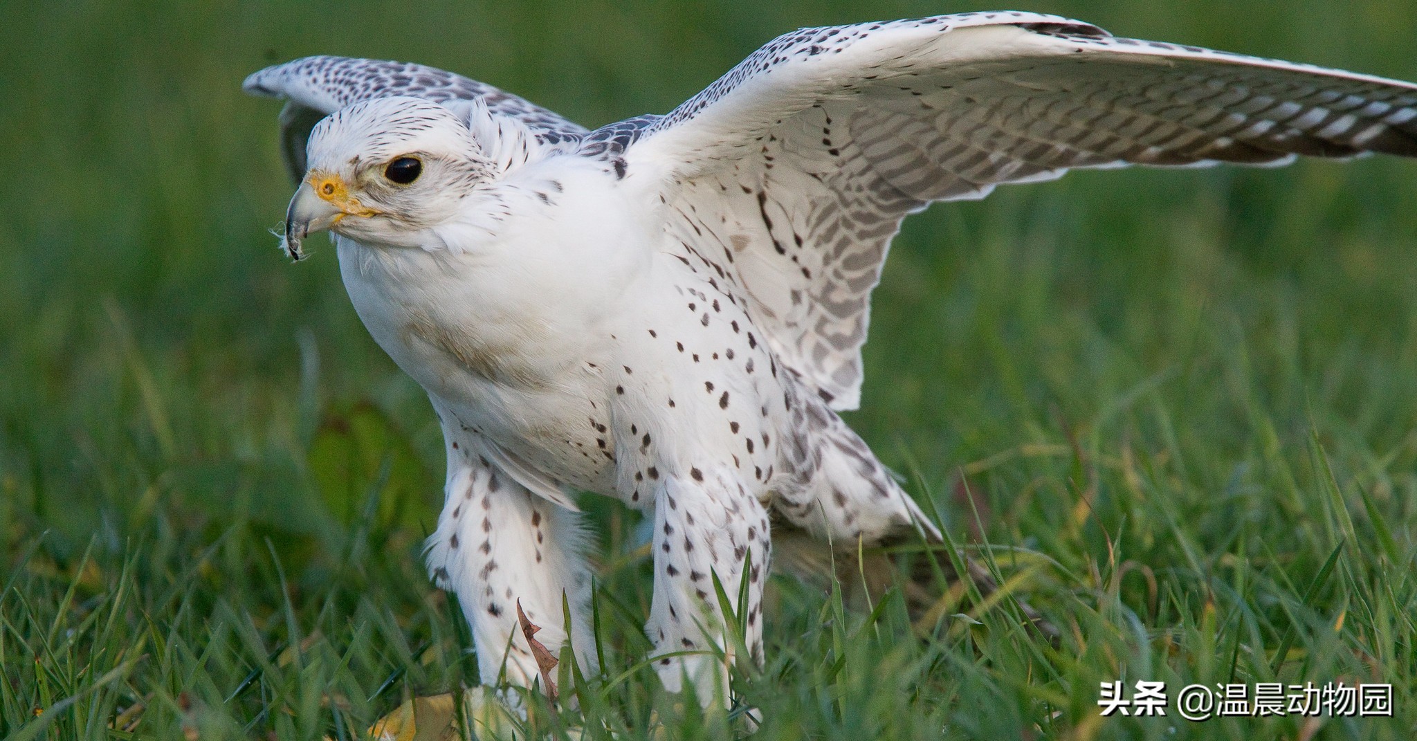 海东青简介和历史,海东青为什么是免死金牌