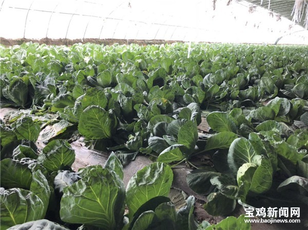 太白：农闲时节闲不住喜笑颜开致富忙