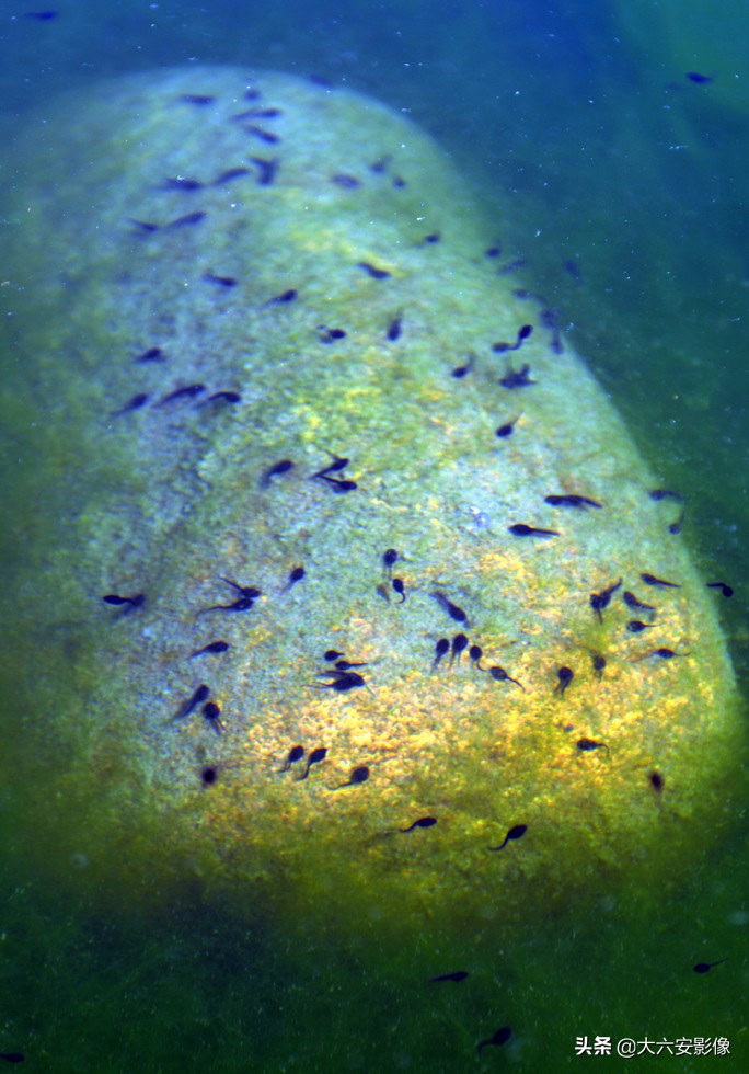 惊蛰到万物复苏的季节,惊蛰到万物醒大班绘本