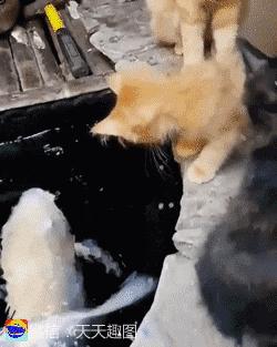 搞笑动图gif笑到肚子疼,搞笑动图gif图片