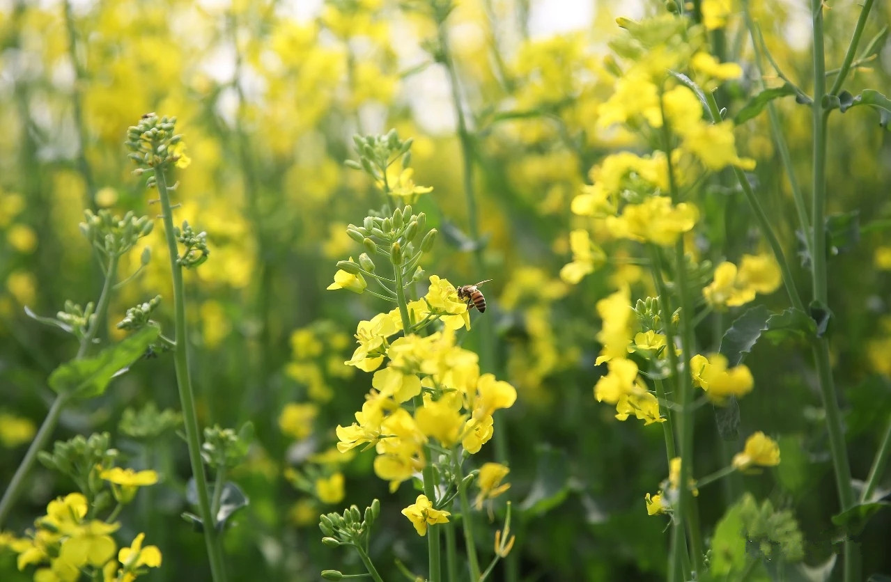 阳原县迷人的风景和变化,原阳风光图片