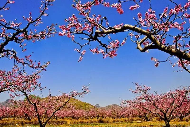 霸州踏青,霸州附近看花踏青好去处