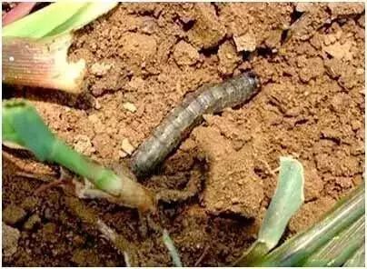 怎么预防玉米苗期病虫害,玉米苗期虫害防治方法